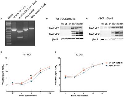 A Novel Live Attenuated Vaccine Candidate Protects Against Heterologous Senecavirus A Challenge